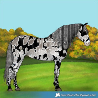 Horse Color:White Spotted Grullo Leopard