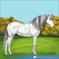 Horse Color:White Spotted Blue Onyx Splash Leopard 