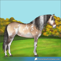 Horse Color:White Spotted Brown Onyx 