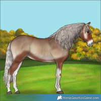 Horse Color:Silver Blue Onyx 