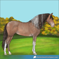 Horse Color:Sable Champagne Tobiano 
