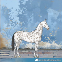 Horse Color:Brown Dun Appaloosa Brindle 