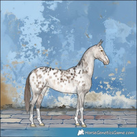 Horse Color:Bay Dun Appaloosa Brindle 