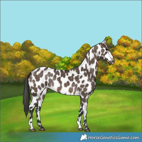 Horse Color:Brown Dun Appaloosa Brindle 