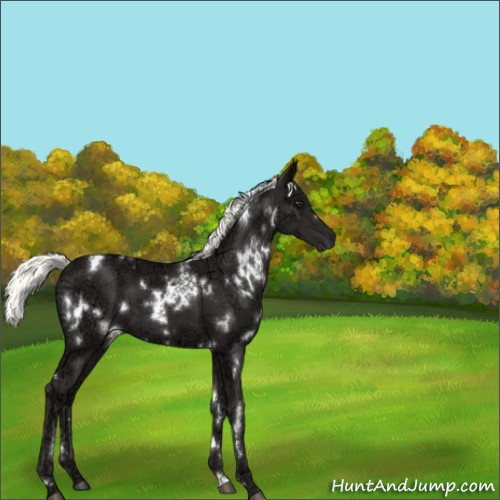 Horse Color:White Spotted Liver Chestnut Ice Mushroom 