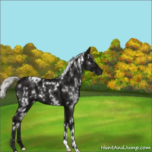 Horse Color:White Spotted Liver Chestnut Ice Mushroom 