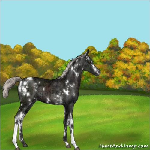 Horse Color:White Spotted Liver Chestnut Ice Mushroom 