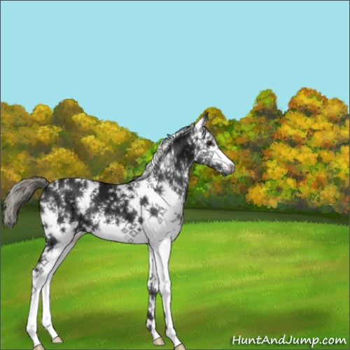 Horse Color:White Spotted Liver Chestnut Ice Mushroom 