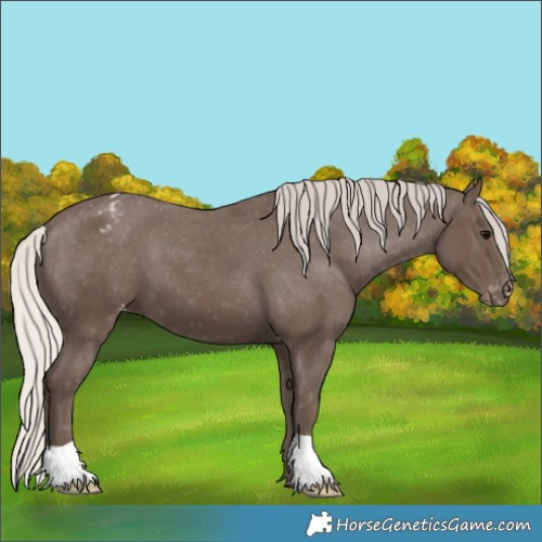 Horse Color:Silver Black Appaloosa 