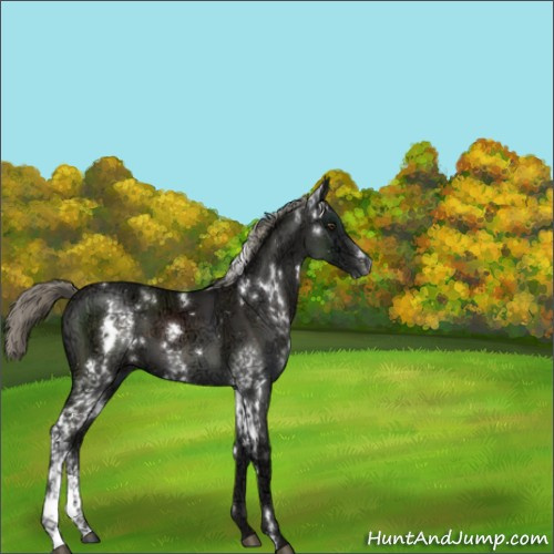 Horse Color:White Spotted Liver Chestnut Ice 