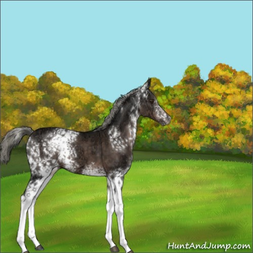 Horse Color:White Spotted Liver Chestnut Ice Mushroom Sabino 