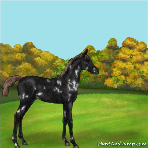 Horse Color:White Spotted Liver Chestnut Ice 