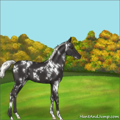 Horse Color:White Spotted Liver Chestnut Mushroom 