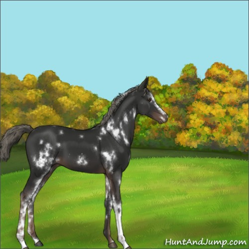 Horse Color:White Spotted Liver Chestnut Mushroom 