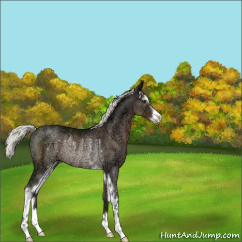 Horse Color:Liver Chestnut Ice Mushroom Sabino Rabicano 