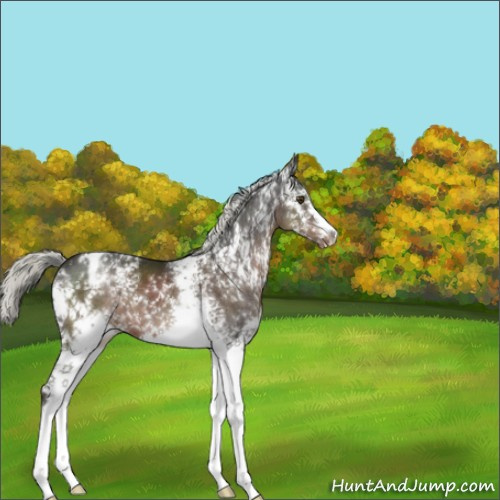 Horse Color:White Spotted Liver Chestnut Mushroom Appaloosa 