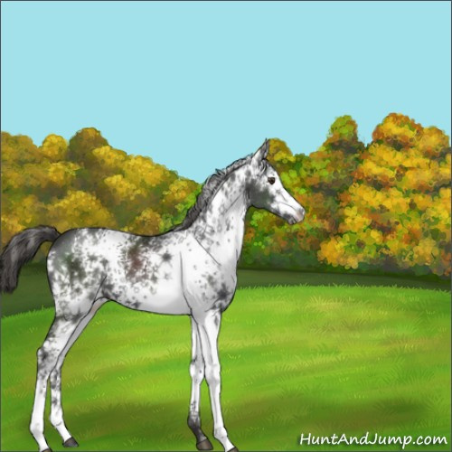 Horse Color:White Spotted Liver Chestnut 