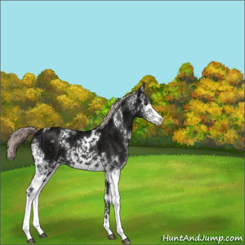 Horse Color:White Spotted Liver Chestnut Ice Mushroom 