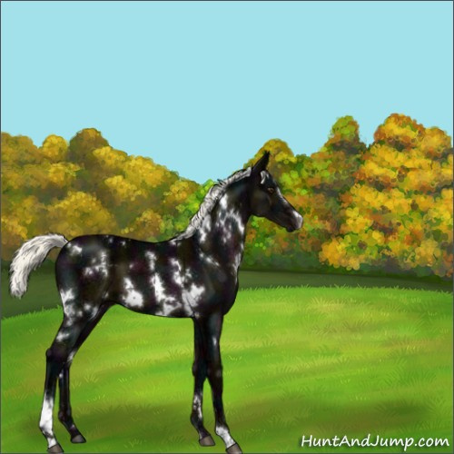 Horse Color:White Spotted Midnight Liver Chestnut Ice Mushroom Sabino 