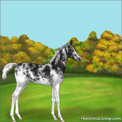 Horse Color:White Spotted Liver Chestnut Ice Mushroom 