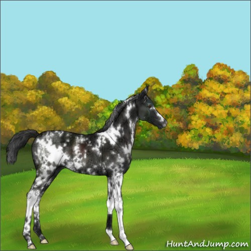 Horse Color:White Spotted Liver Chestnut Ice 