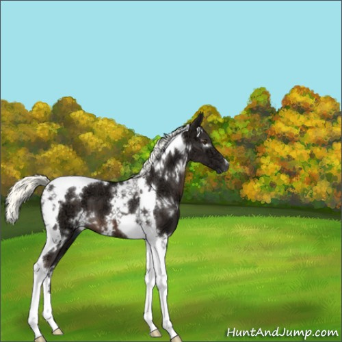 Horse Color:White Spotted Liver Chestnut Ice Mushroom Tobiano 