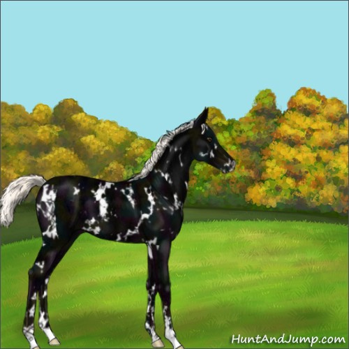 Horse Color:White Spotted Midnight Liver Chestnut Ice Mushroom Sabino 