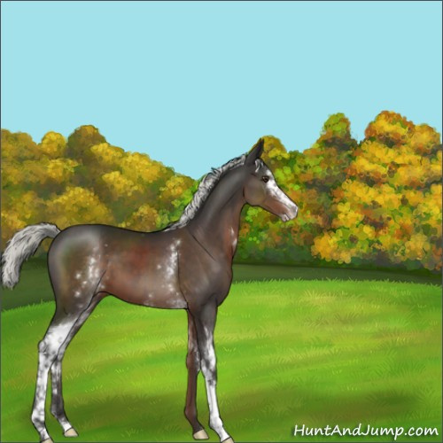 Horse Color:White Spotted Liver Chestnut Mushroom Sabino 