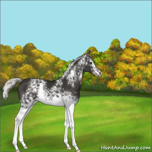 Horse Color:White Spotted Liver Chestnut Mushroom 