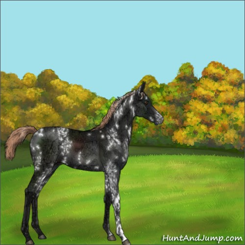 Horse Color:White Spotted Liver Chestnut Ice 