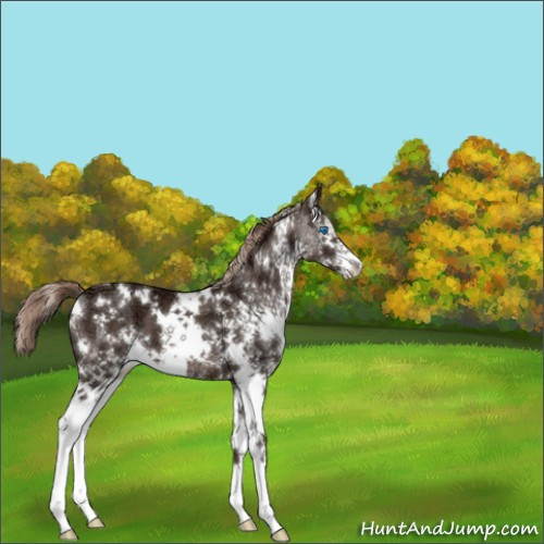 Horse Color:White Spotted Liver Chestnut Ice Sabino Splash 