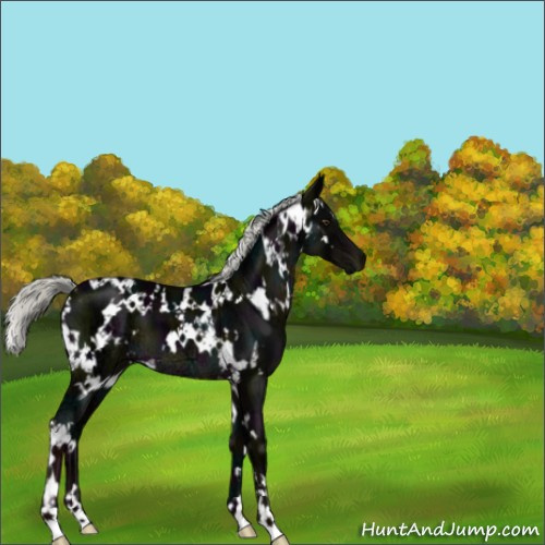 Horse Color:White Spotted Midnight Liver Chestnut Ice Mushroom 