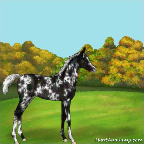 Horse Color:White Spotted Midnight Liver Chestnut Ice Mushroom Sabino Rabicano 