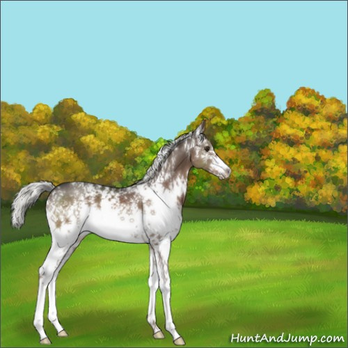 Horse Color:White Spotted Liver Chestnut Mushroom 