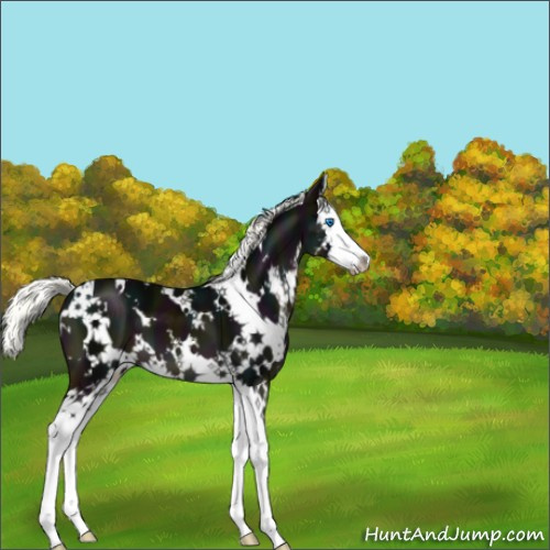 Horse Color:White Spotted Midnight Liver Chestnut Mushroom Splash 