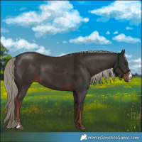 Horse Color:Liver Chestnut Sabino Rabicano 