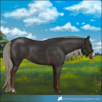 Horse Color:Liver Chestnut Sabino Rabicano 