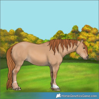 Horse Color:Red Dun 