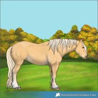 Horse Color:Palomino 