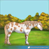 Horse Color:White Spotted Chestnut Splash