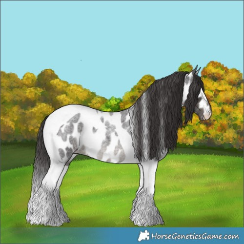 Horse Color:Smoky Blue Roan Tobiano Appaloosa 