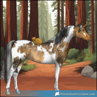 Horse Color:White Spotted Buckskin Dun Tobiano Rabicano Brindle