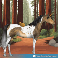 Horse Color:Buckskin Dun Tobiano
