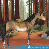 Horse Color:Buckskin Dun Tobiano Rabicano 