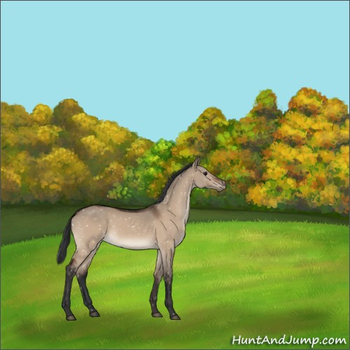 Horse Color:Brown Dun Appaloosa Rabicano 