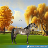 Horse Color:Gray White Spotted Brown Dun Sabino Rabicano 