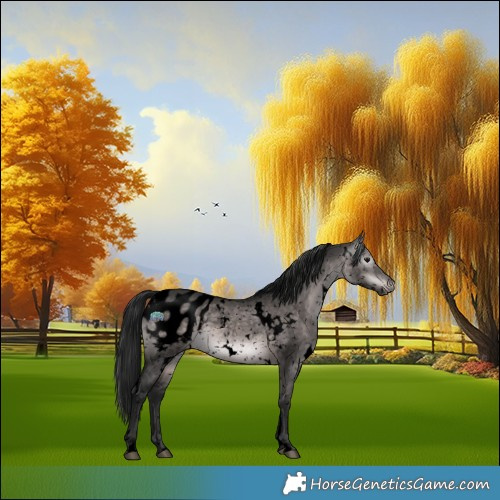 Horse Color:Gray Void Platinum White Spotted Brown Dun Appaloosa