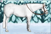 Horse Color:Silver Classic Champagne Dun Splash Tobiano Frame Snowcap 