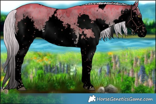 Horse Color:Void Watercolor White Spotted Chocolate Palomino Dun Splash Rabicano Brindle