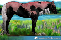 Horse Color:Void Watercolor White Spotted Chocolate Palomino Dun Splash Rabicano Brindle 